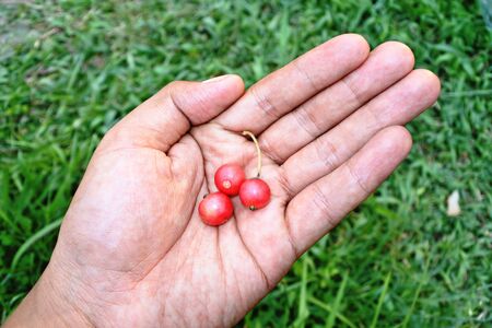 Muntingia calabura, Asian cherry fruit in the handの写真素材