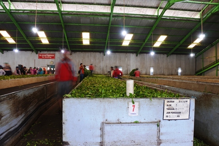 agriculture Tea industry at Tambi, Dieng, Wonosobo, Indonesiaのeditorial素材
