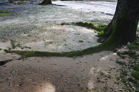 roots above the groundの写真素材