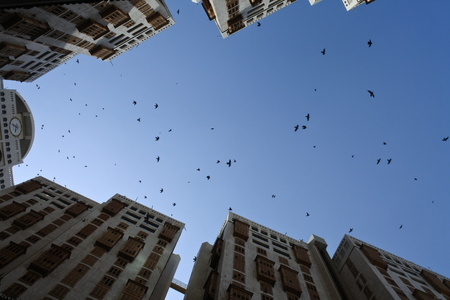 bird flying between high building in Mecca, Saudi Arabiaの写真素材