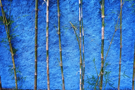red colour wall with bamboo trees colour wall with bamboo trees colour wall with bamboo treesの写真素材