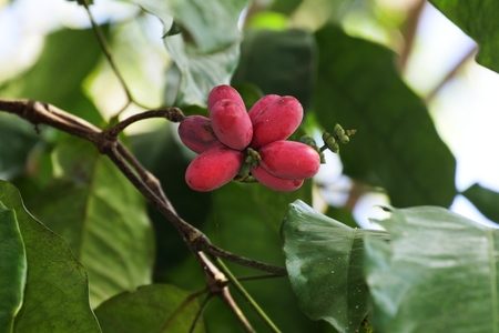 Gnetum gnemon fruit on treeの写真素材