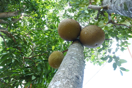 jackfruits on the tree