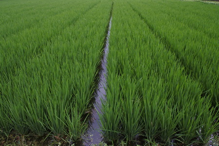 Green paddy riceの写真素材