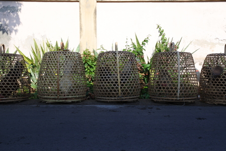 Group of chicken in their outdoor cageの写真素材
