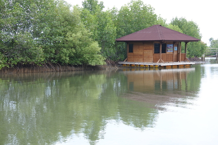 mangrove trees planted on the beach side of an islandのeditorial素材
