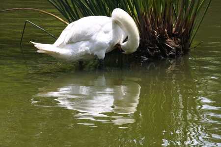 white swan bathの写真素材