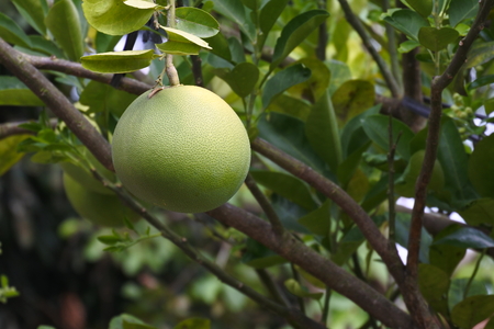 Pomelo fruit on tree Citrus maximaの写真素材