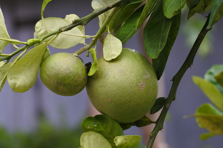 Pomelo fruit on tree Citrus maximaの写真素材