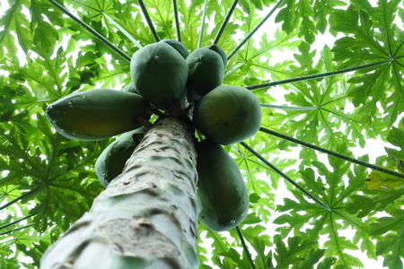 Papaya tree and bunch of fruitsの写真素材