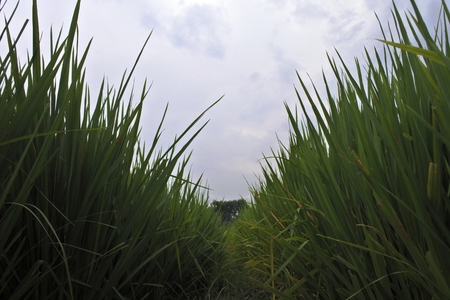 background of rice plantsの写真素材