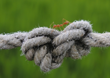 Red ants on the ropeの写真素材