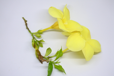 yellow flower on white backgroundの写真素材