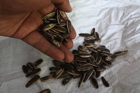 sunflower seeds on white background and handの写真素材