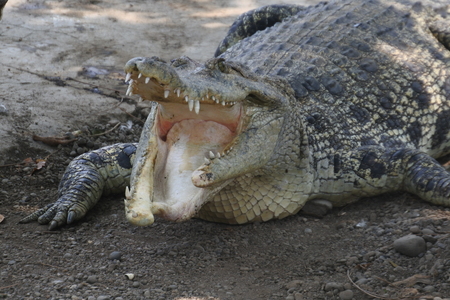 starving crocodilesの写真素材