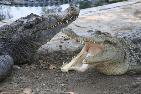 starving crocodilesの写真素材