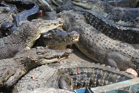 starving crocodilesの写真素材