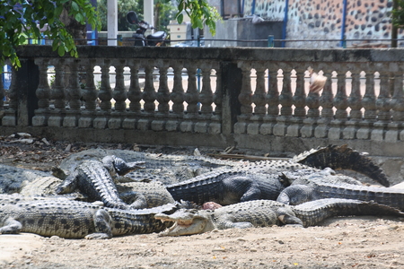 starving crocodilesの写真素材