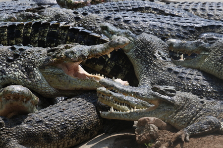 starving crocodilesの写真素材