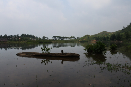 beautiful swamp in Bogorの写真素材
