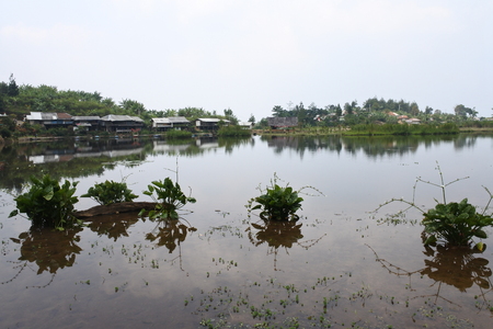 beautiful swamp in Bogorの写真素材