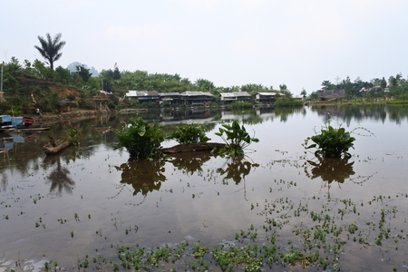beautiful swamp in Bogorの写真素材