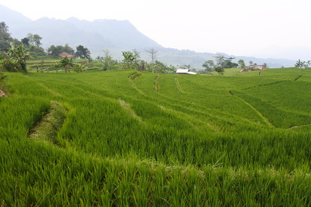 views of fields, rice fields, roads and hills in the highlands of Bogorの写真素材