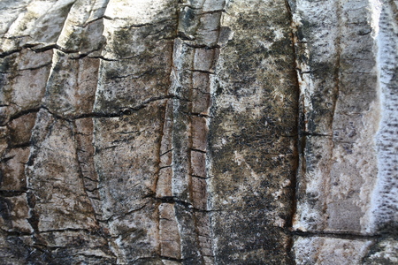 texture of coconut wood as backgroundの写真素材