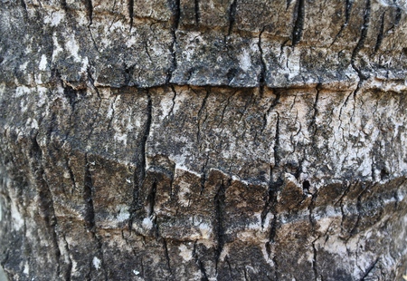 texture of coconut wood as backgroundの写真素材
