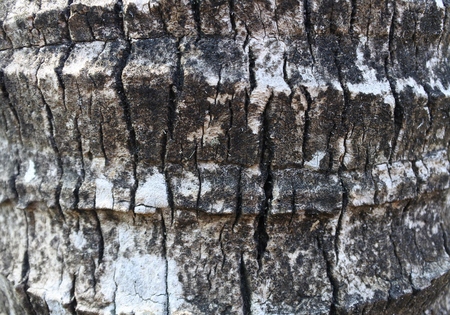 texture of coconut wood as backgroundの写真素材