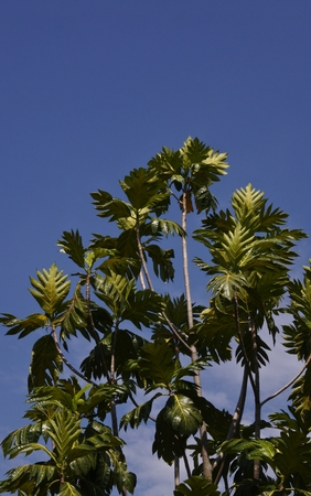 Breadfruit leaves with blue skyの写真素材