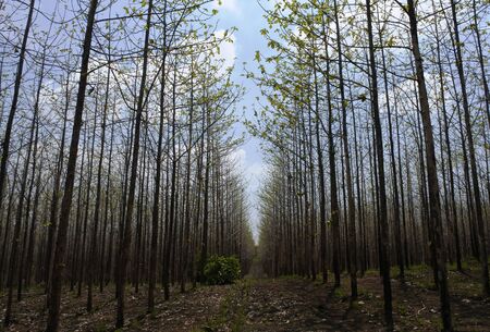 teak tree as far as the eye can seeの写真素材