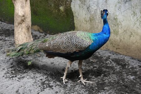 beautiful feathered peacock in a cageの写真素材