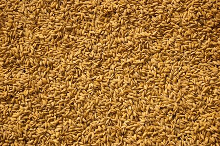 Rice grains dried in the sun after a harvest in the hill town of Sapa, Vietnamの写真素材
