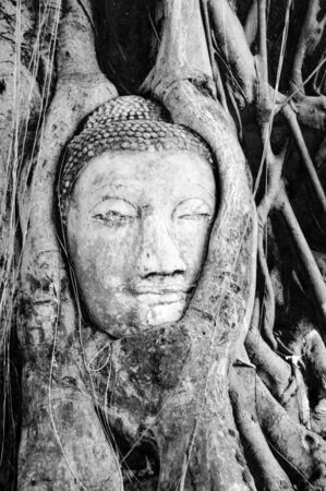 Black and white of Buddha's head in the Bodhi Treeの写真素材