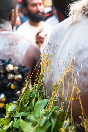 20 January 2011, Kuala Lumpur, Malaysia: A Hindu devotee carries bundles of ceromonial leaves by having them hooked into the flesh of his back as part of the Thaipusam festival.のeditorial素材