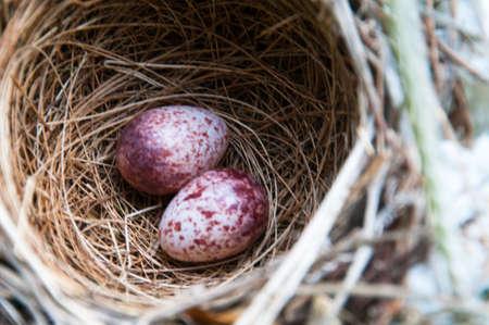 Eggs in a nest can be metaphorical for fragility, security and comfortの写真素材