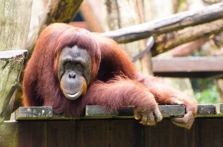A Sumatran orangutan sits on his perch の写真素材