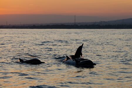 A dolphin jumps out of the water at Lovina Beach in north Baliの写真素材