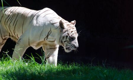 A majestic white tiger emerges from the shadows, hunting for its preyの写真素材
