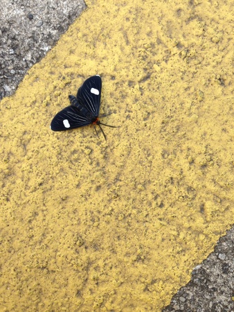 Black butterly on the parking floorの素材