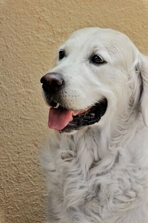 golden retrieverの写真素材