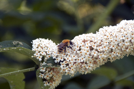 Bee feeding on pollen