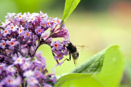 Bee feeding on pollen on a lilac flower