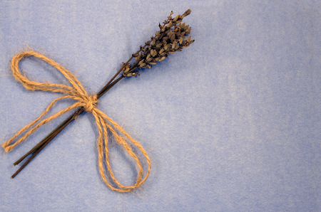 a little bunch of dried lavender over a blue backgroundの写真素材
