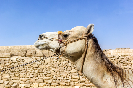 a horizontal view of a head of a camelの写真素材