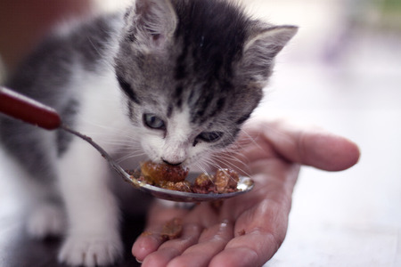 a horizontal view of a little cat being feeding with a spoonの写真素材