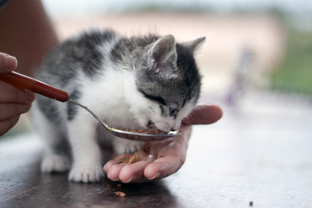 a horizontal view of a little cat being feeding with a spoonの写真素材
