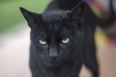 a horizontal view of the head of a black catの写真素材