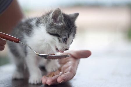 a horizontal view of a little cat being feeding with a spoonの写真素材